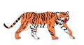tiger-it's my drawing - random fan art