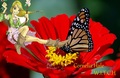 Cornelia Hale Butterfly Wings - witch photo