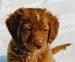 brown pup in snow - cute-puppies icon