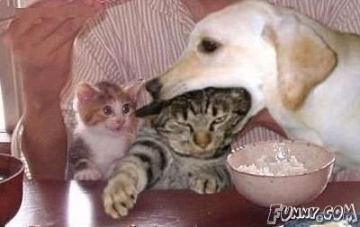 i-eat-you-look-at-kitty-s-face-behind-dog-and-cat-random-23032594-400-253.jpg