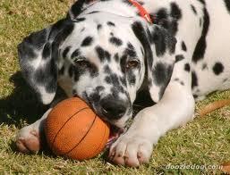  pup with ball