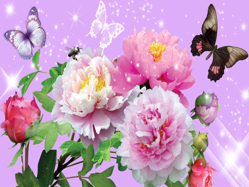Flowers And Butterflies Yorkshire Rose Wallpaper 23194066 Fanpop