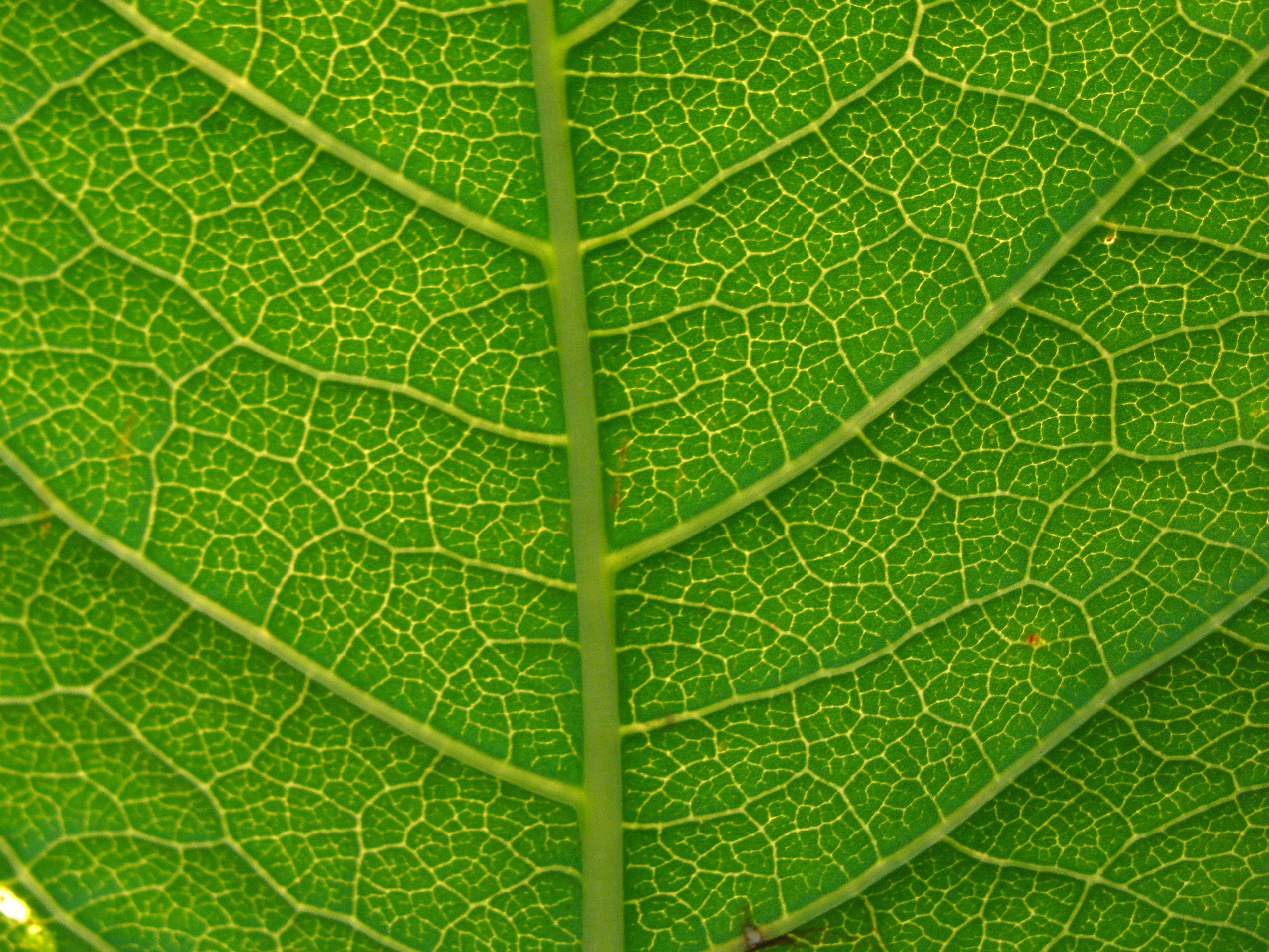 Green leaf close-up - Green Photo (23162757) - Fanpop - Page 11