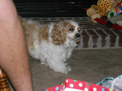  My dog, Daisy(: