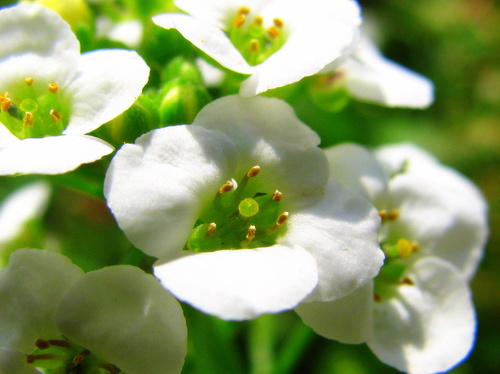  White پھول