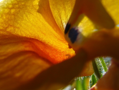  Yellow 花