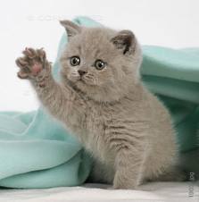  kitten in blanket