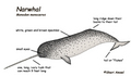 Narwhals images A Diagram of a Narwhal! wallpaper and background photos