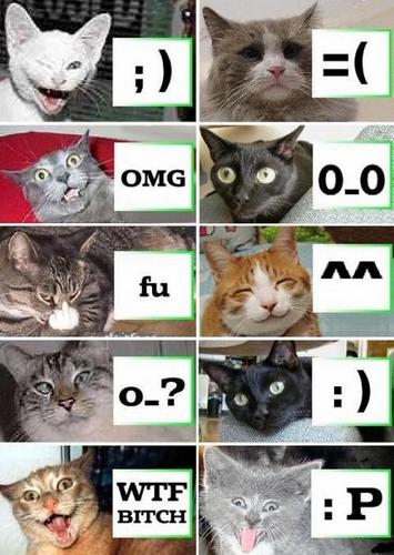  Funny cat signals