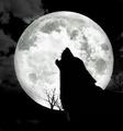 wolf - werewolves photo
