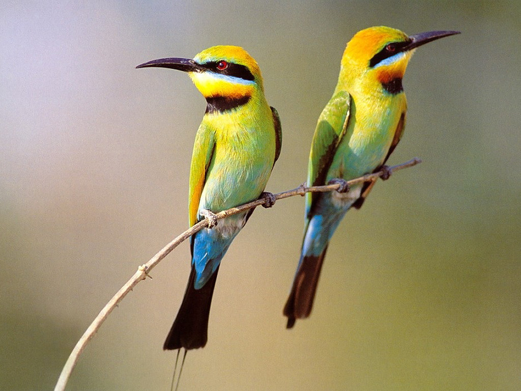 Birds-beautiful-nature-23445747-1024-768