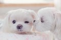 Dogs <3 - dogs photo