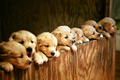 Dogs <3 - dogs photo