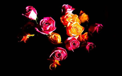  Roses...