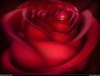  The Dark Rose of Love!