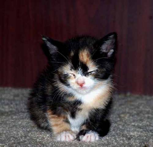  an adorable kitten
