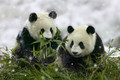 panda - photography photo