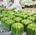 Square Watermelons - biggerstaff-family photo