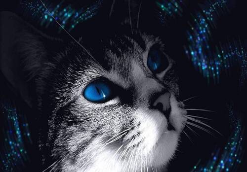  cat with amazing eyes