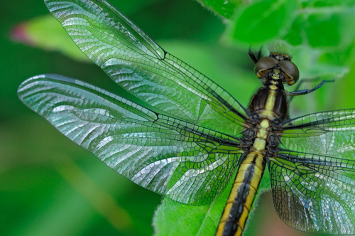  Dragonflies سے طرف کی Graham Owen