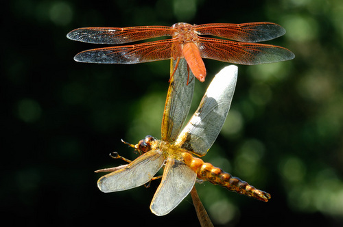  Dragonflies سے طرف کی Graham Owen