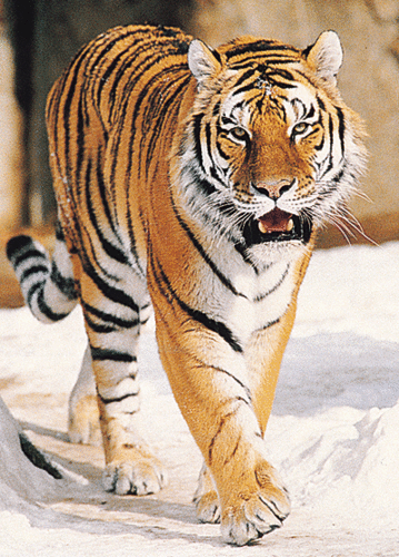 Orange tigers
