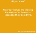 Panda Porn - random photo