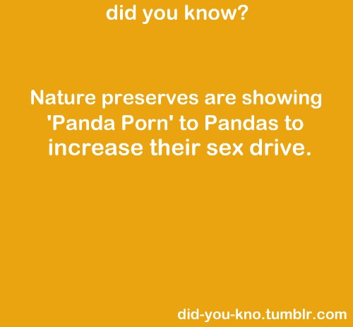  Panda Porn