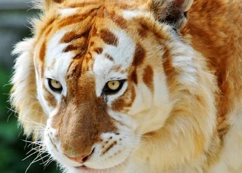  The Golden Tabby tiger