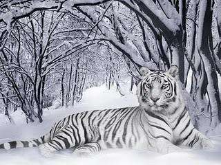  The white बाघों