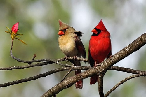  Beautiful Birds...