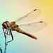 Dragonflies - users-icons icon