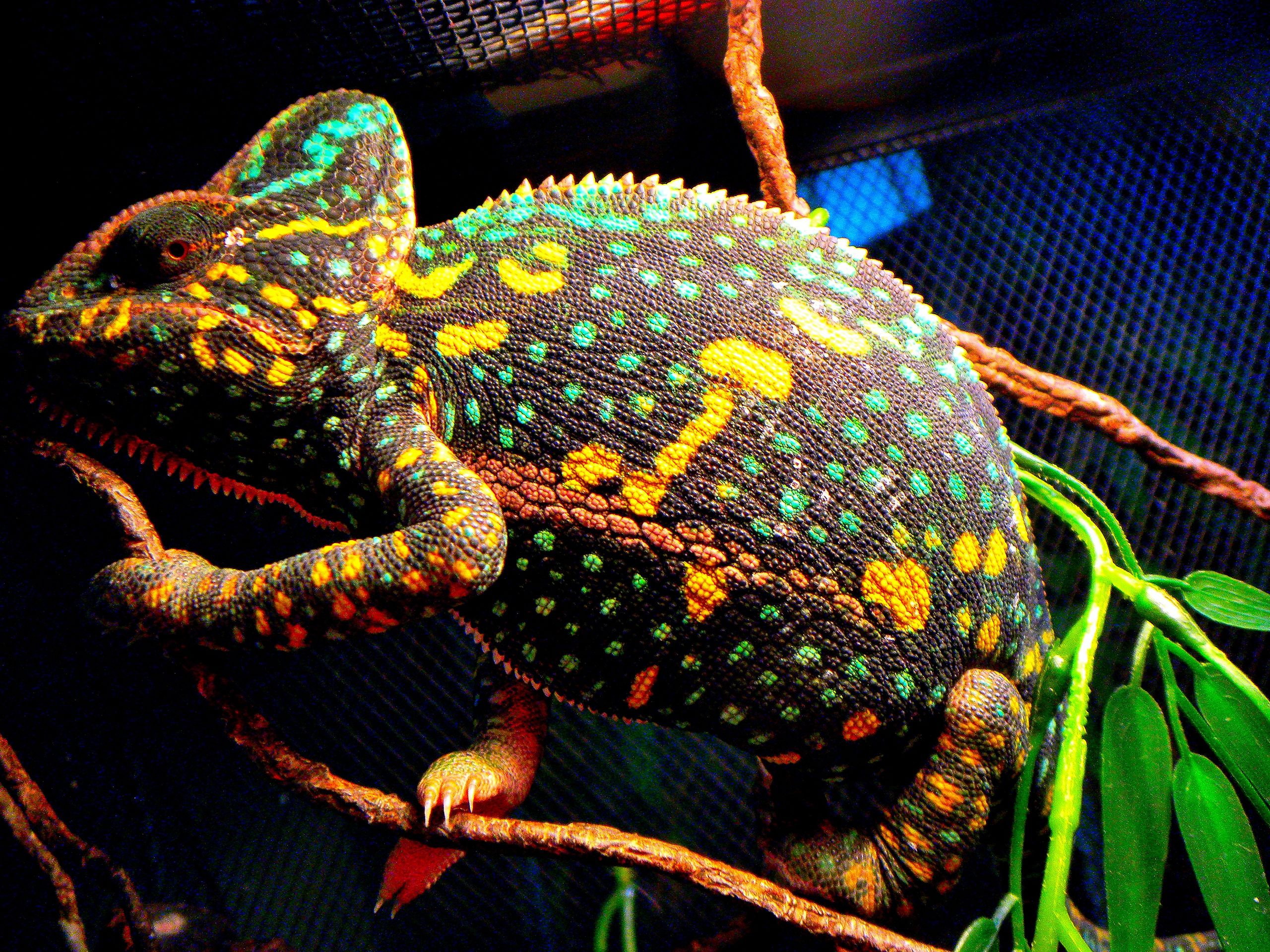 Female-Veiled-Chameleon-Non-Receptive-yet-Beautiful-Colors-reptiles-23880904-2560-1920.jpg