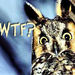 Owl - users-icons icon
