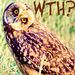Owl - users-icons icon