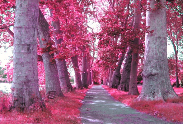 Trees Pink