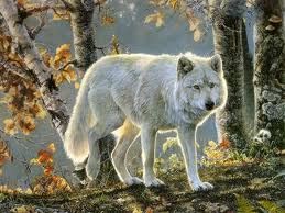 Willow's wolf form