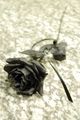 black rose - black-roses photo