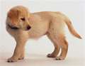 Cute golden retriever puppies tumblr