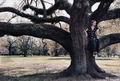 girl on the tree - daydreaming photo
