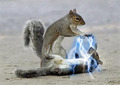 Dark jedi Squirrels - random photo