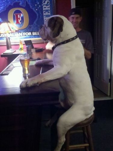  Dog at a Bar