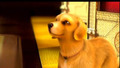 PCS: Doggie-woggie - barbie-movies photo
