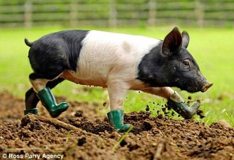  Pig Wearing Green Boots