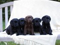 Puppies <3 - puppies photo