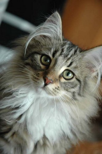  The 9 Weirdest Looking Cat Breeds