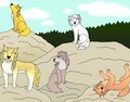 Five lovely wolves - alpha-and-omega fan art
