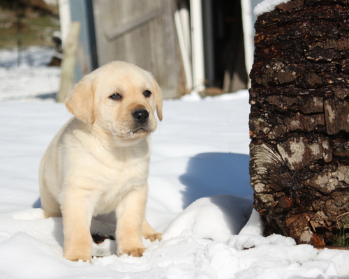 Lab Pup in Snow