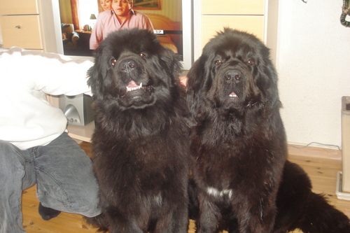  My two lovely dogs <3 <3 <3