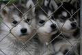 Puppies - puppies photo